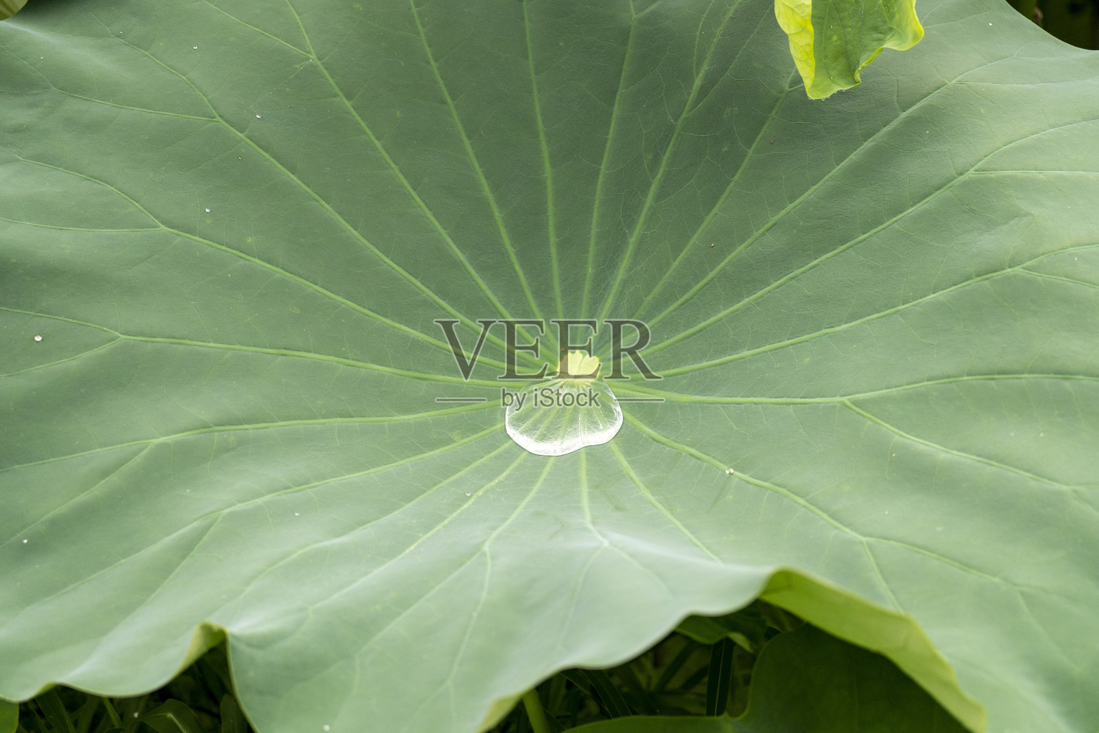 荷叶照片摄影图片