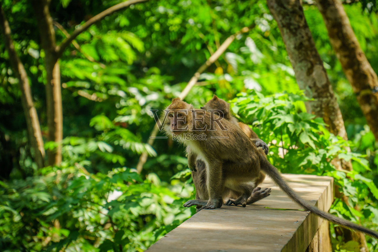 在印度尼西亚西爪哇岛Hutan Raya Juanda万隆的森林里,两只猴子在互相玩耍照片摄影图片