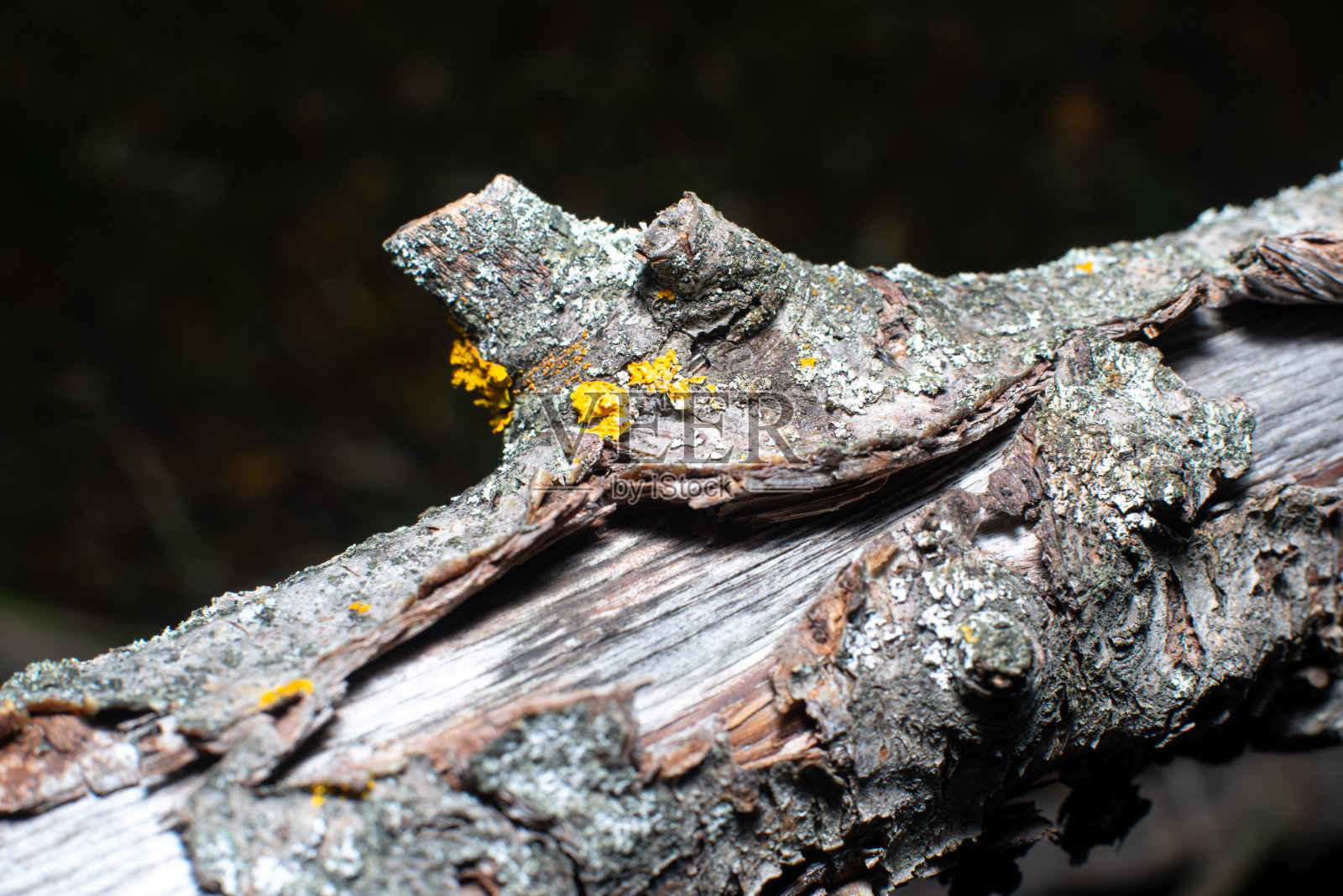 花和叶宏观上的黑色背景照片摄影图片