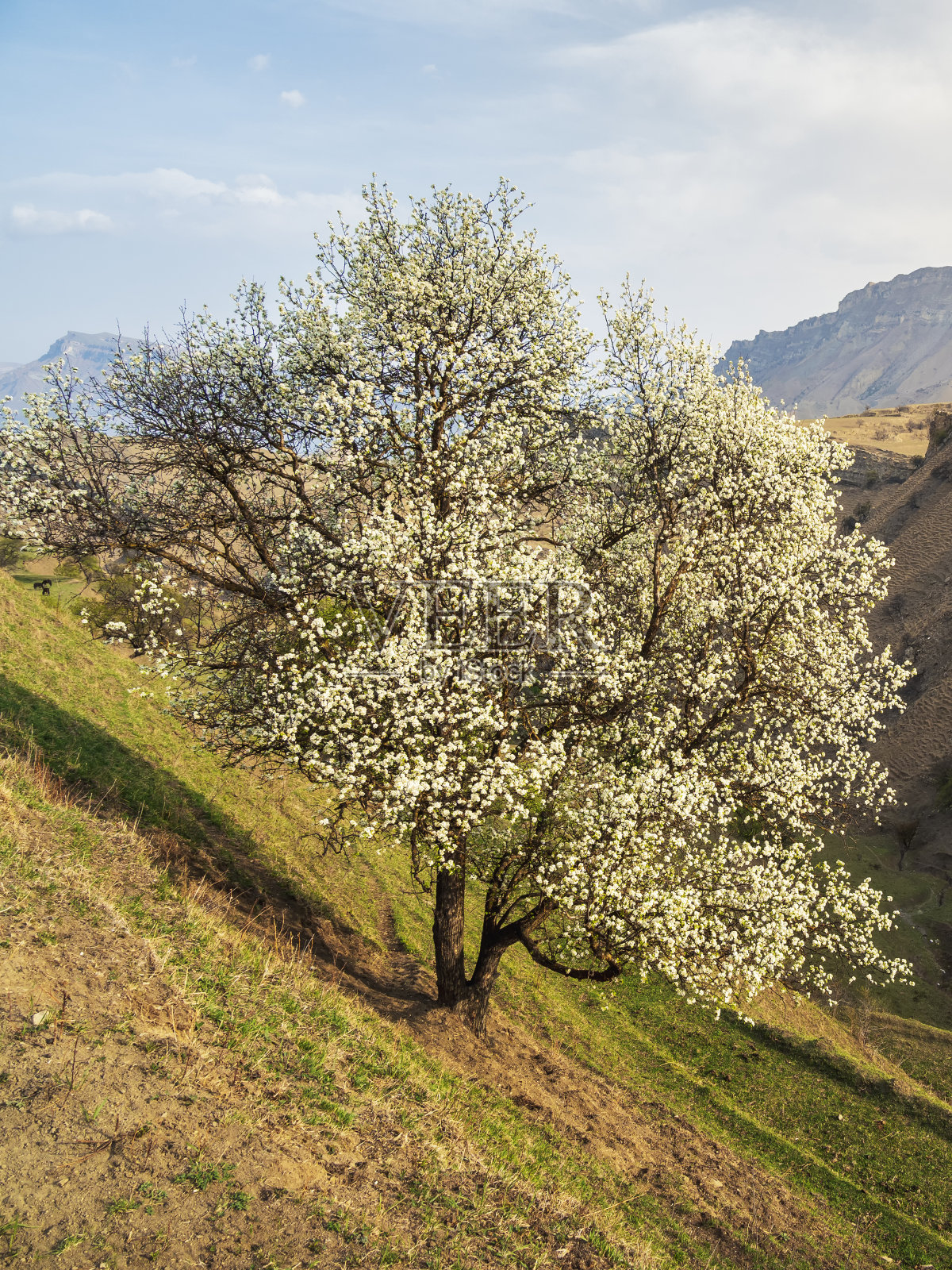 明亮的春天背景一棵开花的树。一棵在岩石山脊上盛开的野杏树。垂直的观点。照片摄影图片