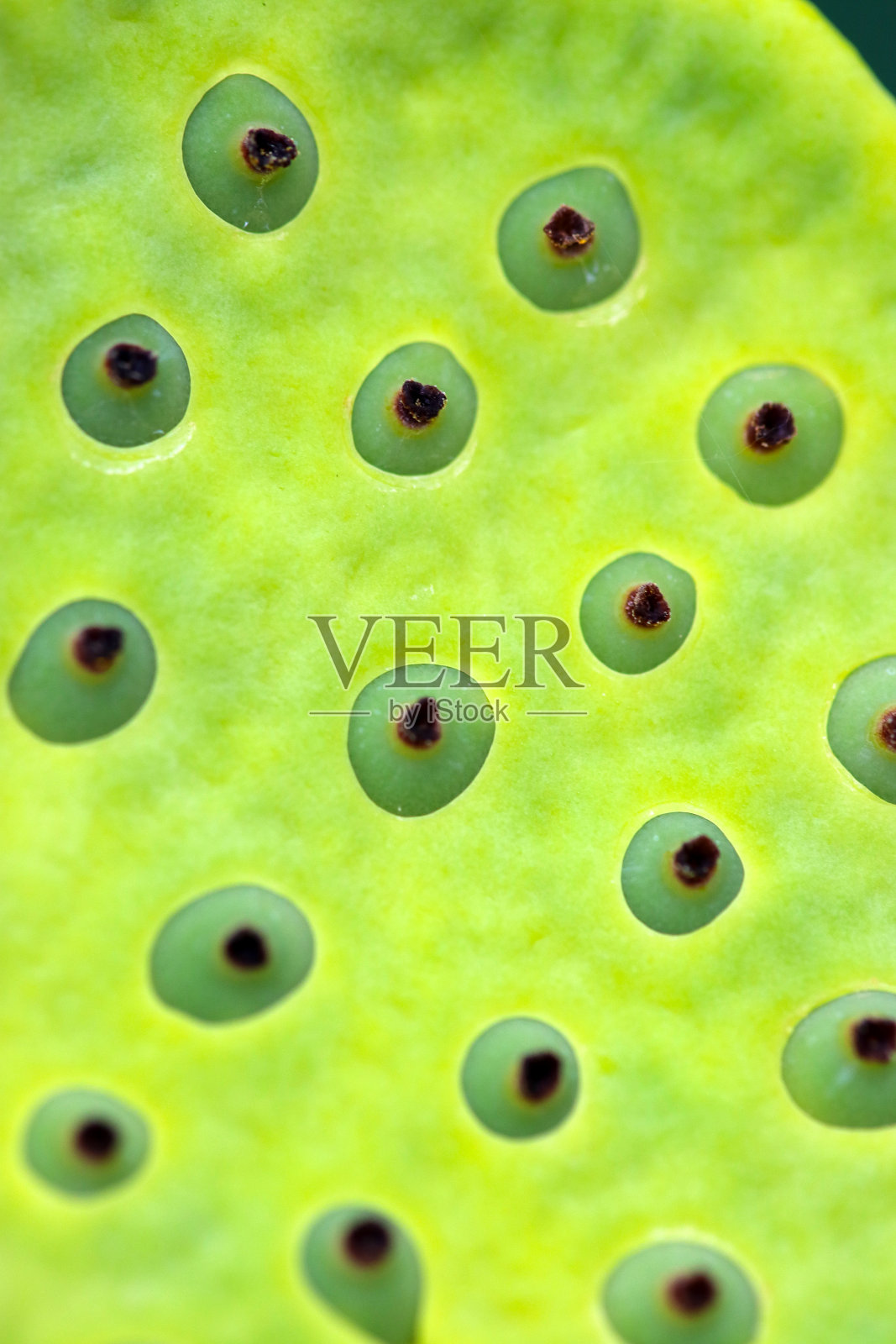 非常奇怪和奇异的形状“印度莲花”花托(Torus)与种子照片摄影图片