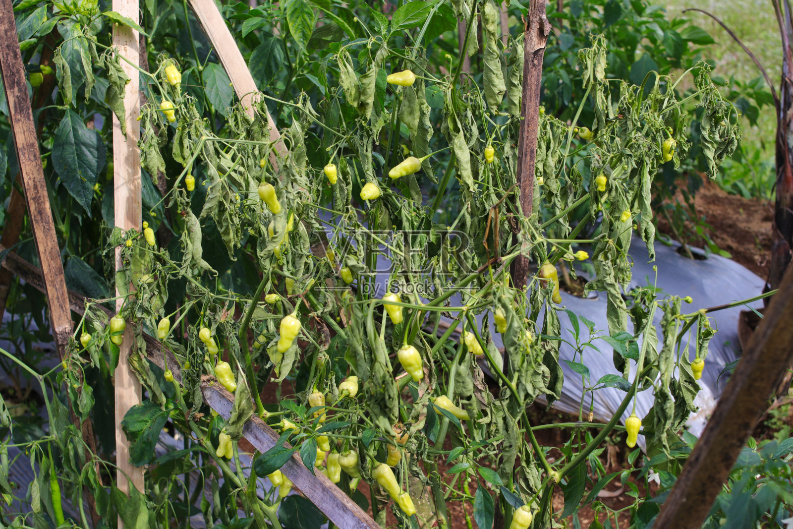 由于病毒病、生物害虫和花园里的生理失调,胡椒树已经死亡,叶子也枯萎了。照片摄影图片