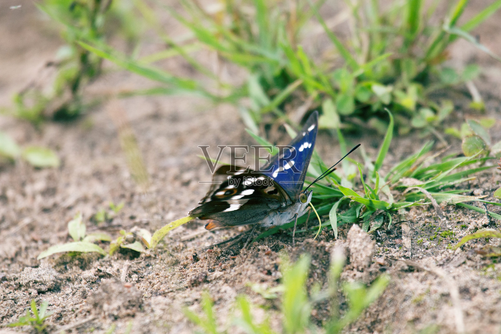 紫帝王(Apatura iris)喝水照片摄影图片