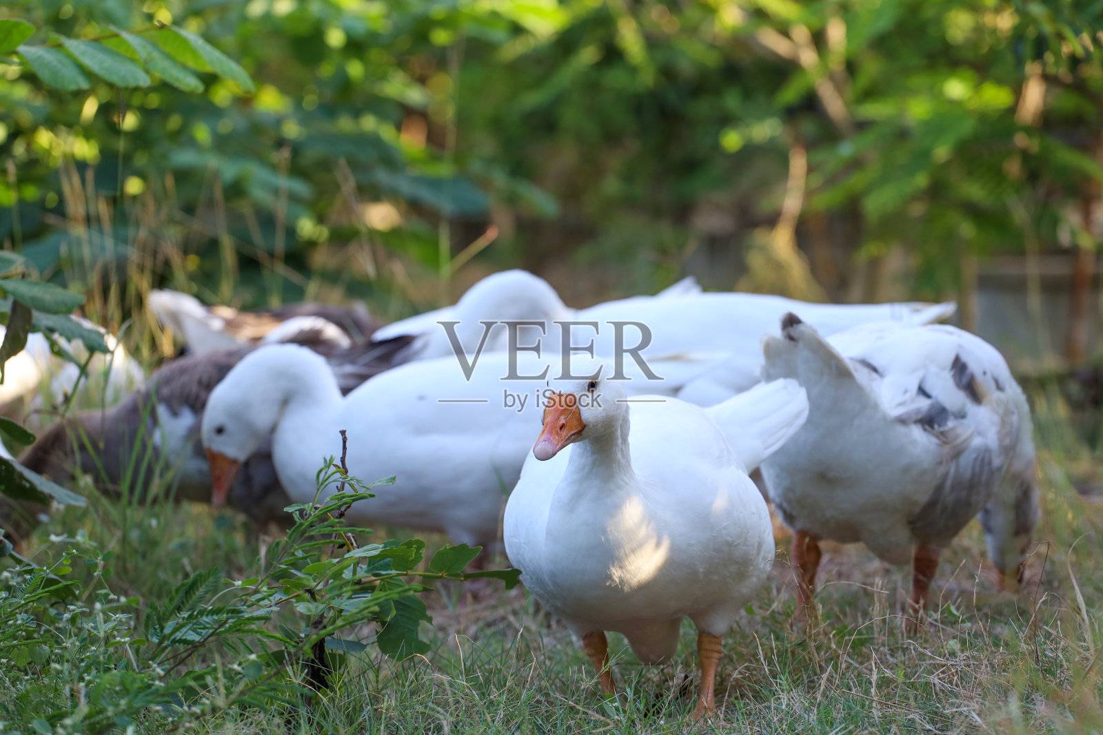 一群白鹅在花园里散步照片摄影图片