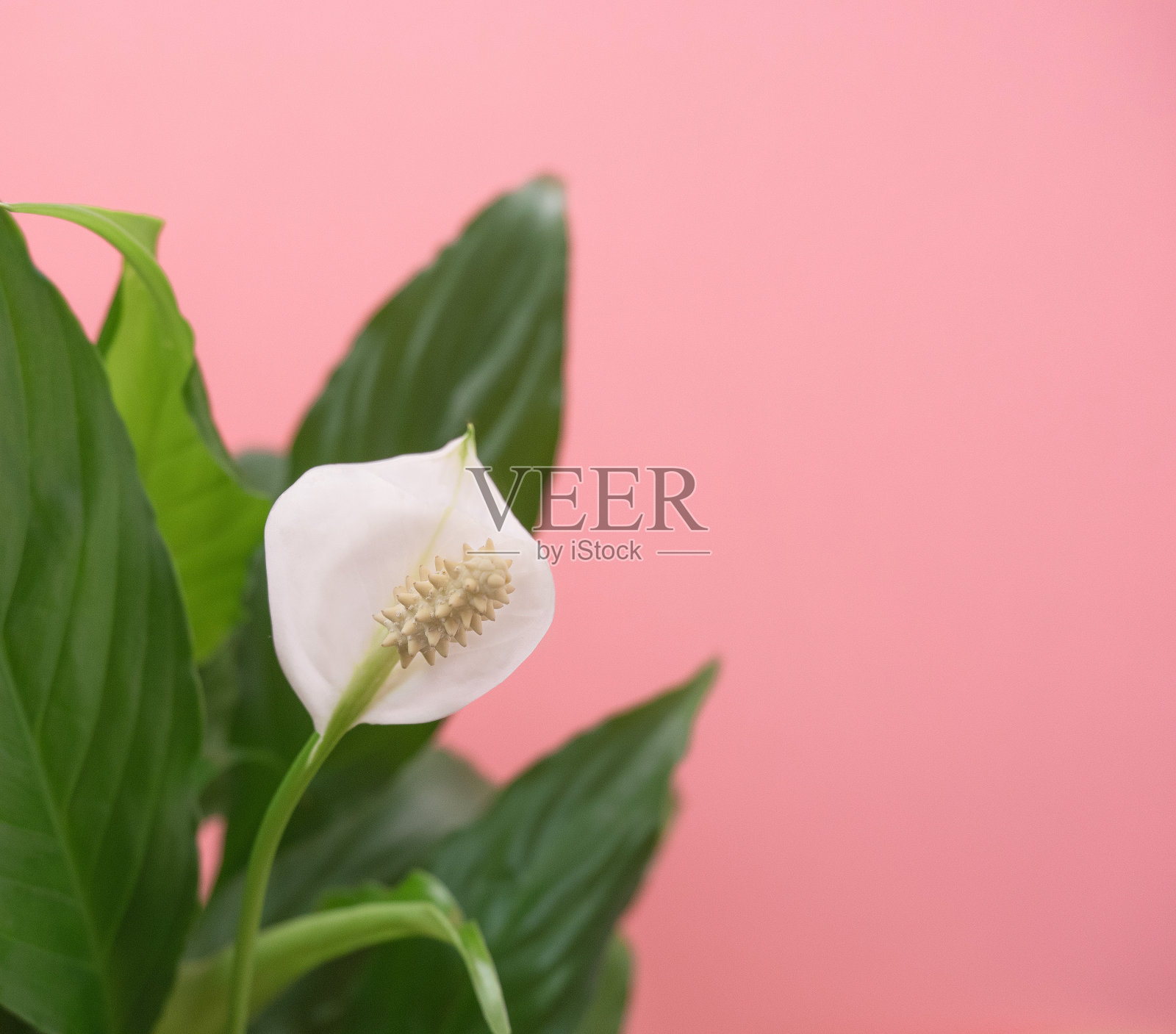 番石榴白色的花和绿色的叶子在嫩粉红色的背景,特写。单叶甜Chico白色开花在白色背景,特写,复制空间,文本的空间。室内植物和平百合照片摄影图片