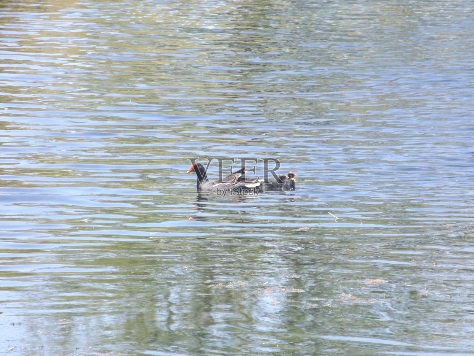 内塔·帕帕·皮卡佐,罗斯-比尔·波查德,罗斯比尔·波查德。照片摄影图片