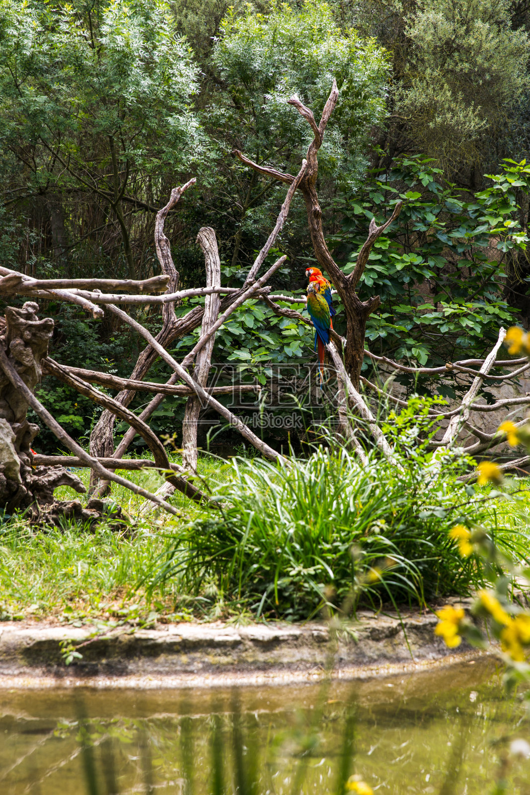 在法国Sigean野生动物园,脖子上缺少羽毛的猩红色澳门鹦鹉照片摄影图片