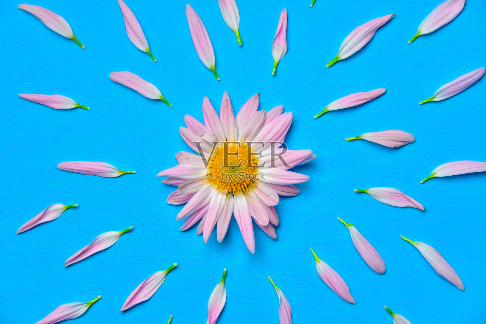 创意照片粉红色花周围散落花瓣飞溅或爆炸效果照片摄影图片