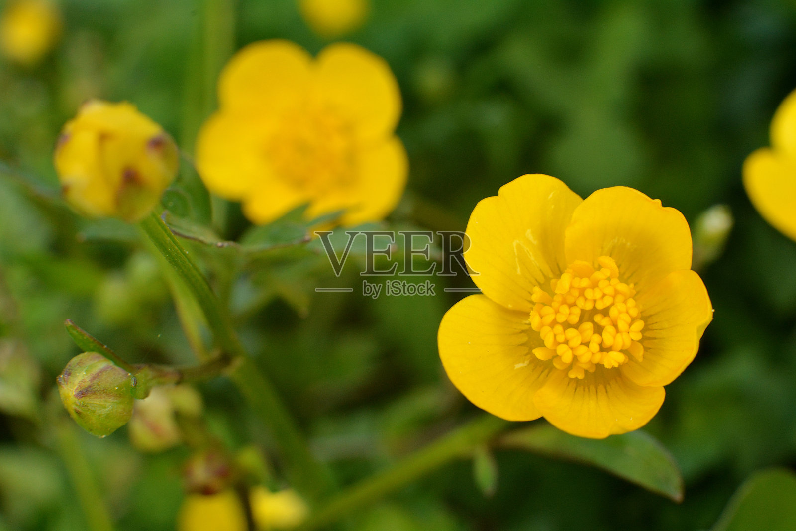 盛开的鲜花照片摄影图片