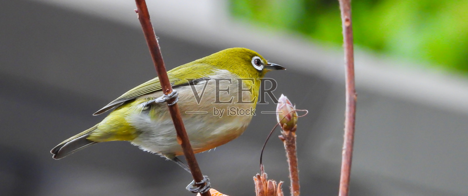 这只鸟照片摄影图片