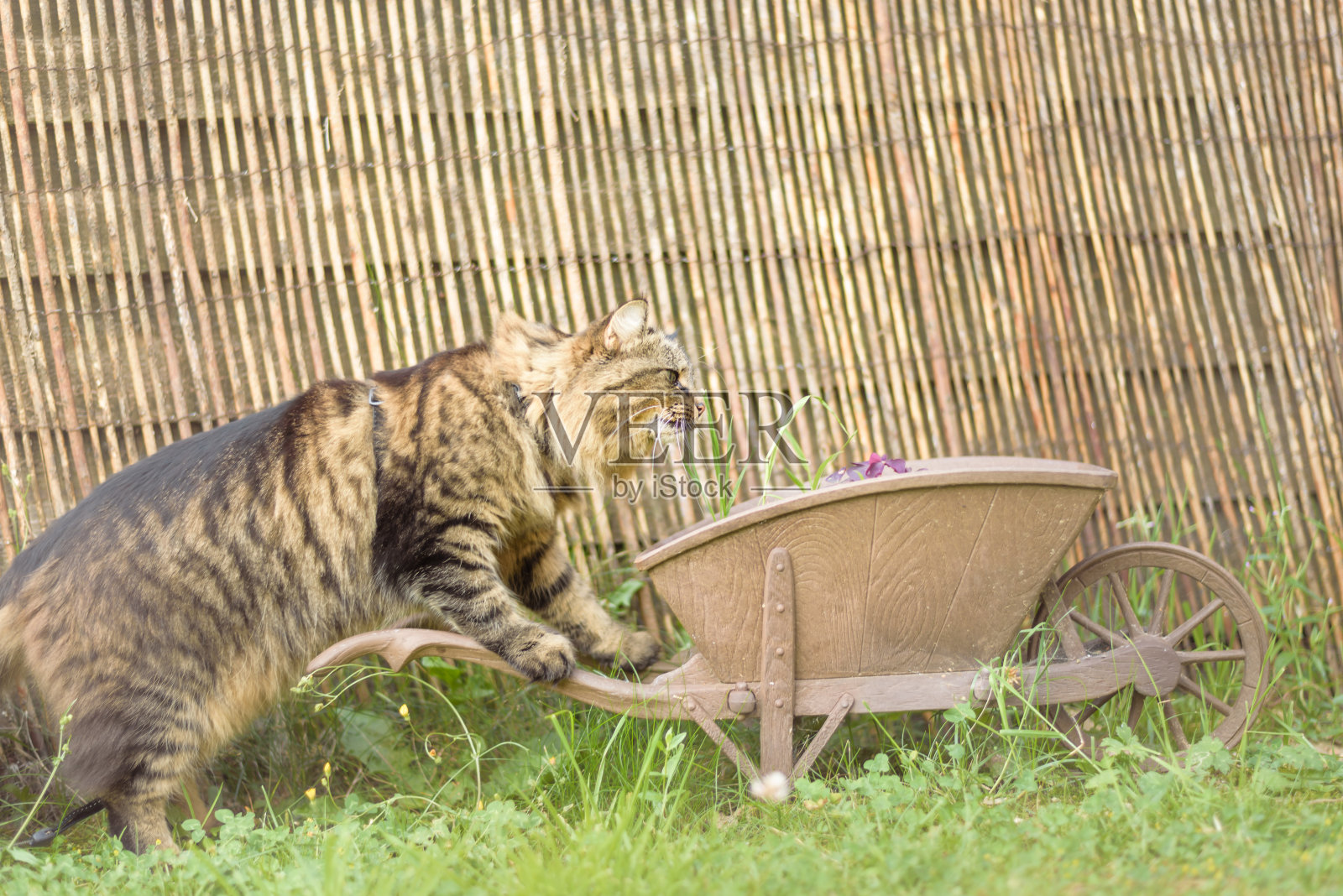 猫在花园手推车装饰ii照片摄影图片