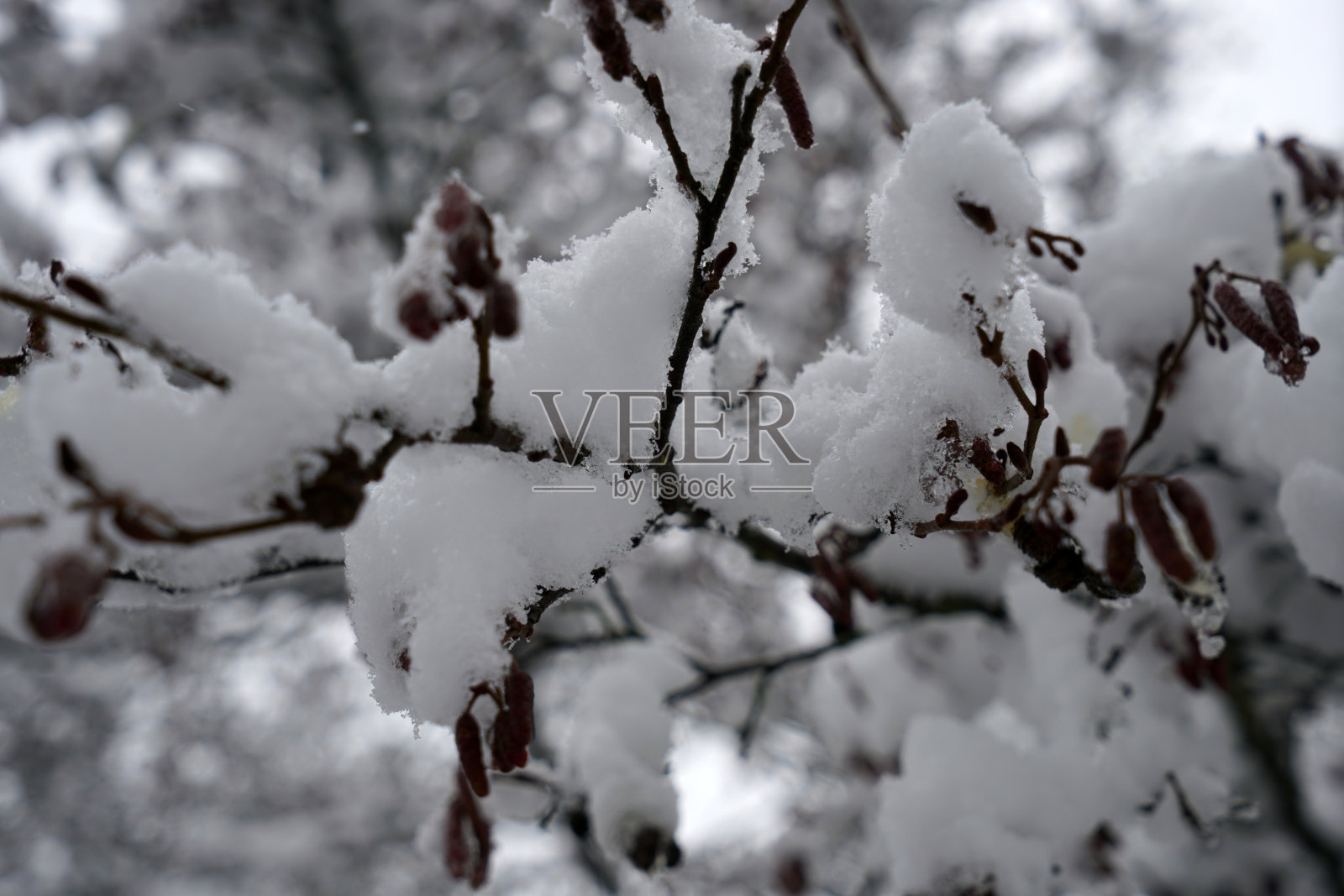 冬天照片摄影图片