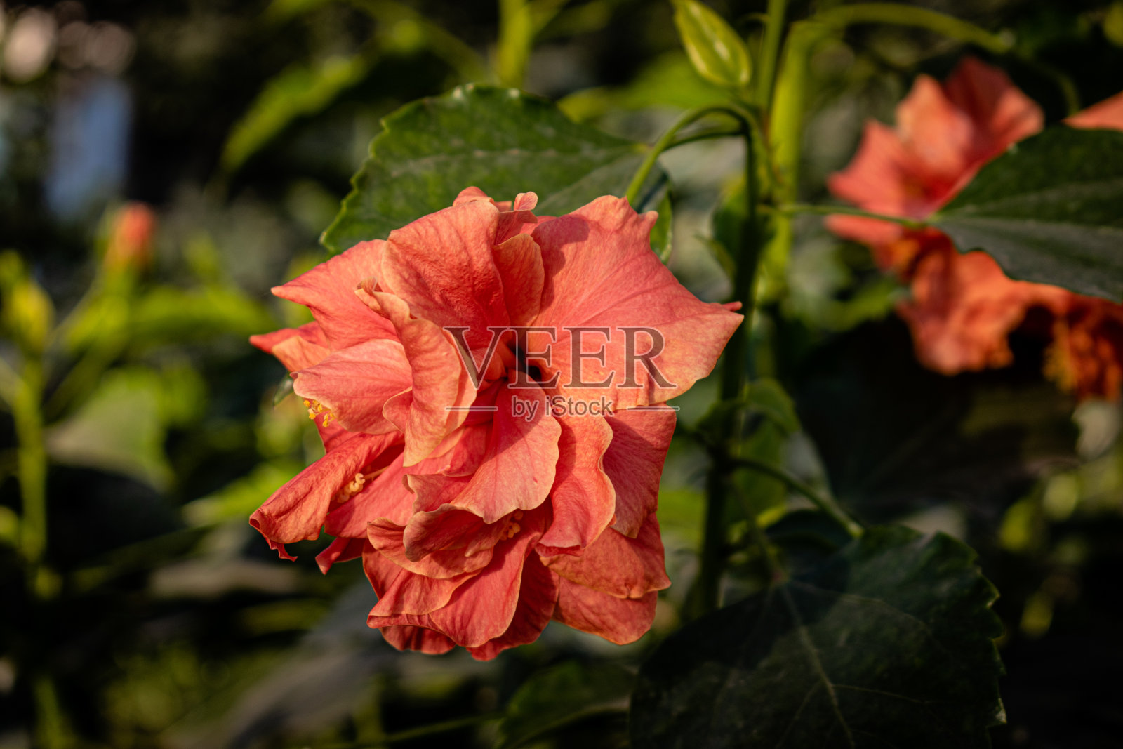 美丽的橙色花朵照片摄影图片