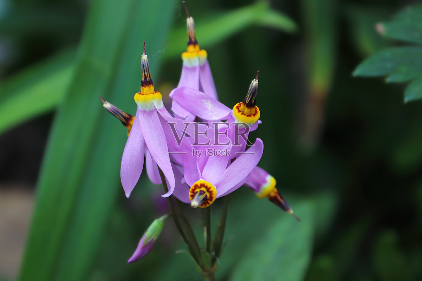 在流星植物上的花的宏观视图照片摄影图片