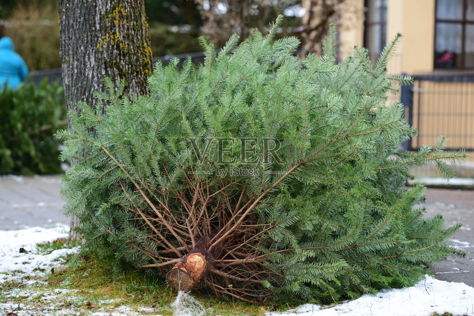 1月,在德国,用过的和废弃的旧圣诞树躺在路边,等待人们去捡。照片摄影图片