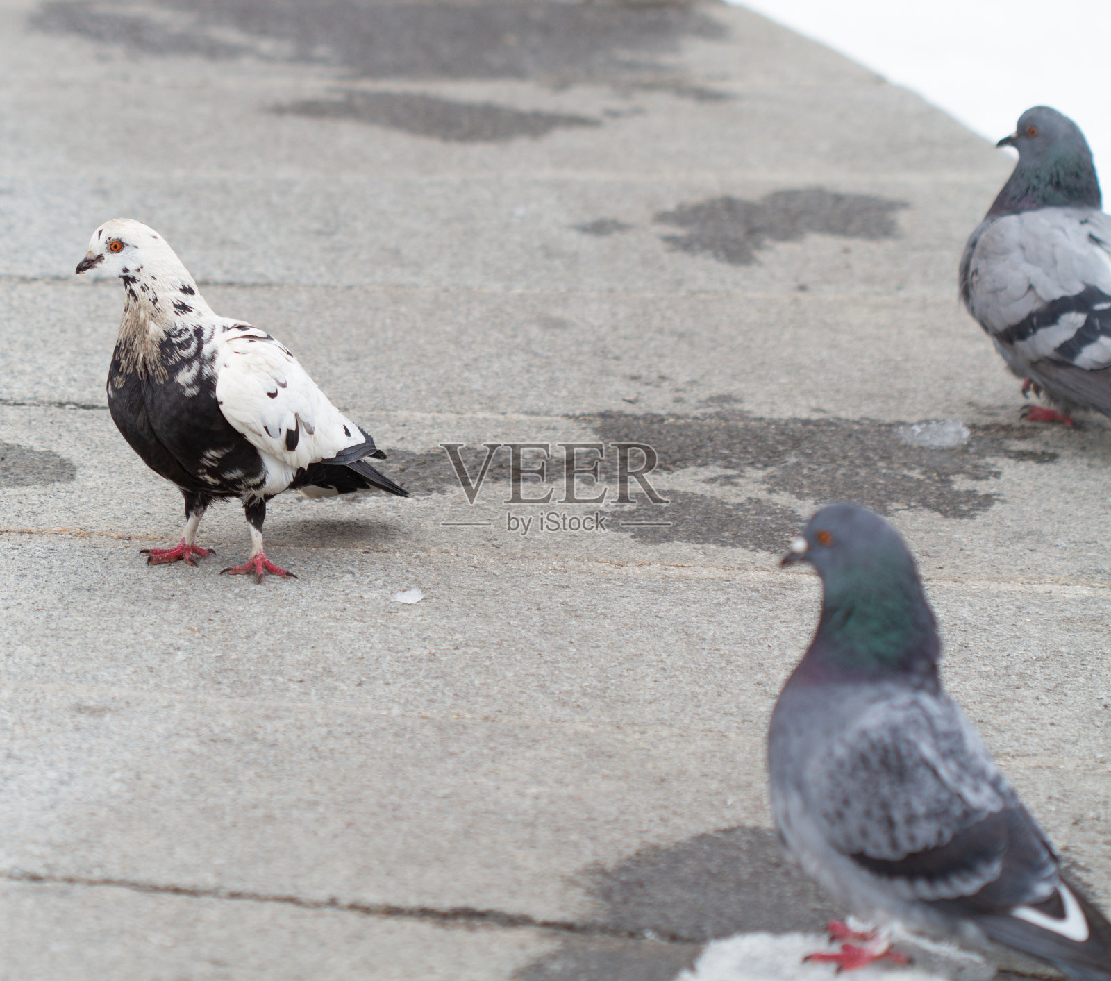 冬天公园里寻找食物的鸽子照片摄影图片