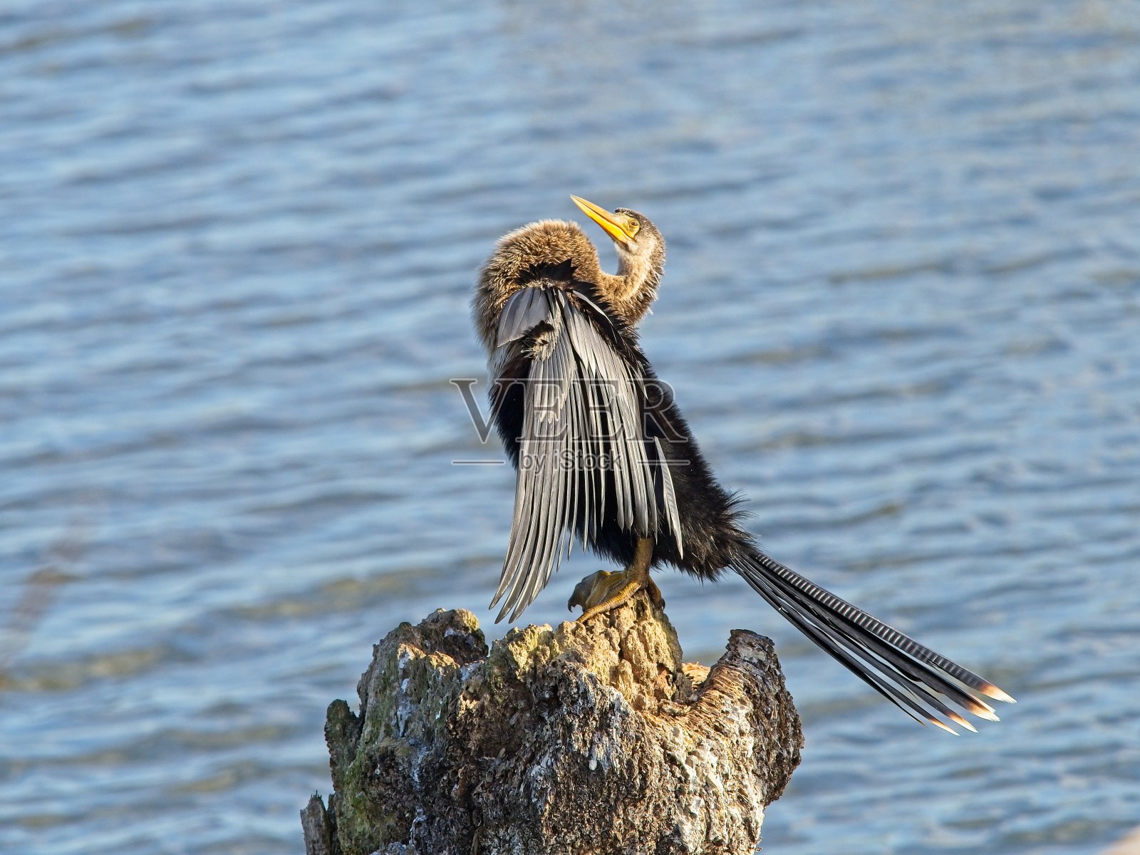在佛罗里达的维埃拉湿地的一个湖里,一只美洲蛇在整理自己的时候弯曲了它的脖子,然后干了照片摄影图片
