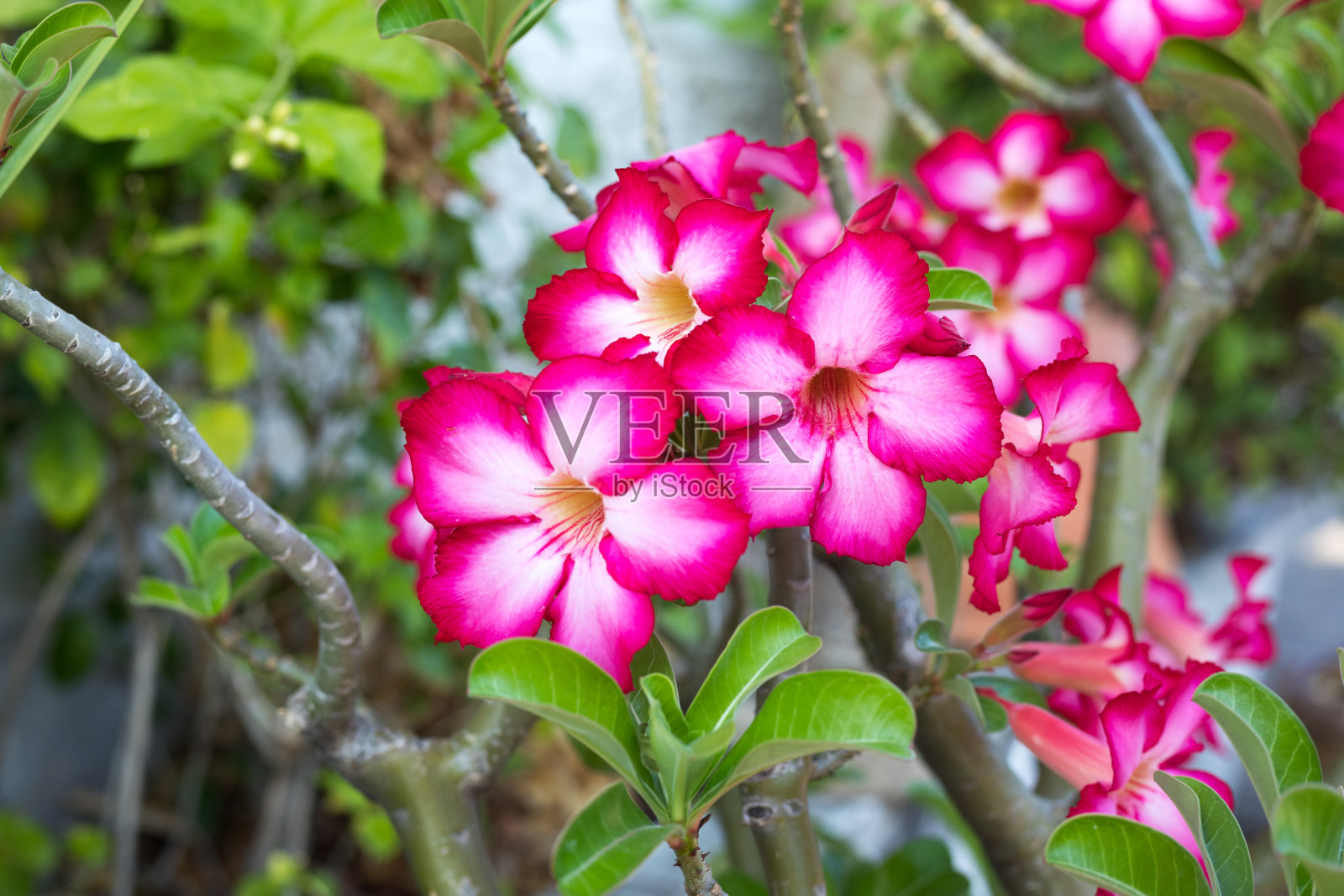 一束粉红色的杜鹃花在小树上照片摄影图片