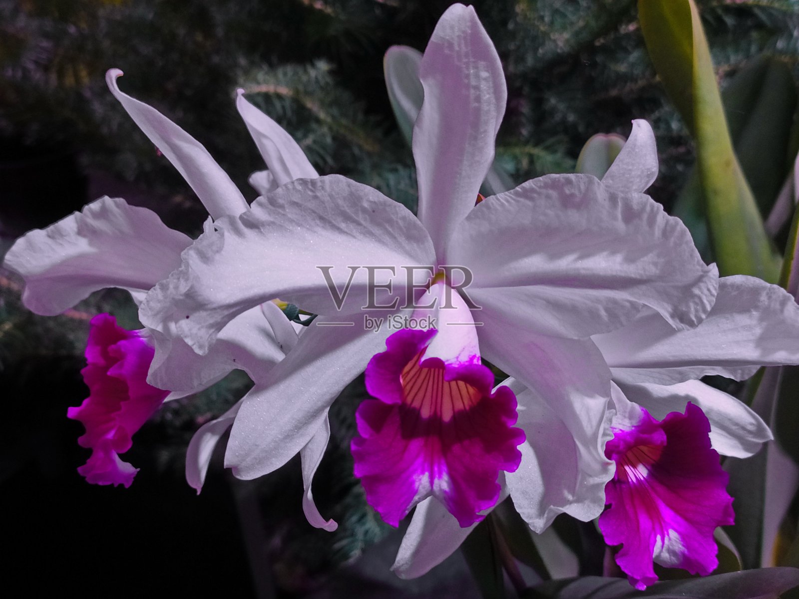 兰花的花照片摄影图片