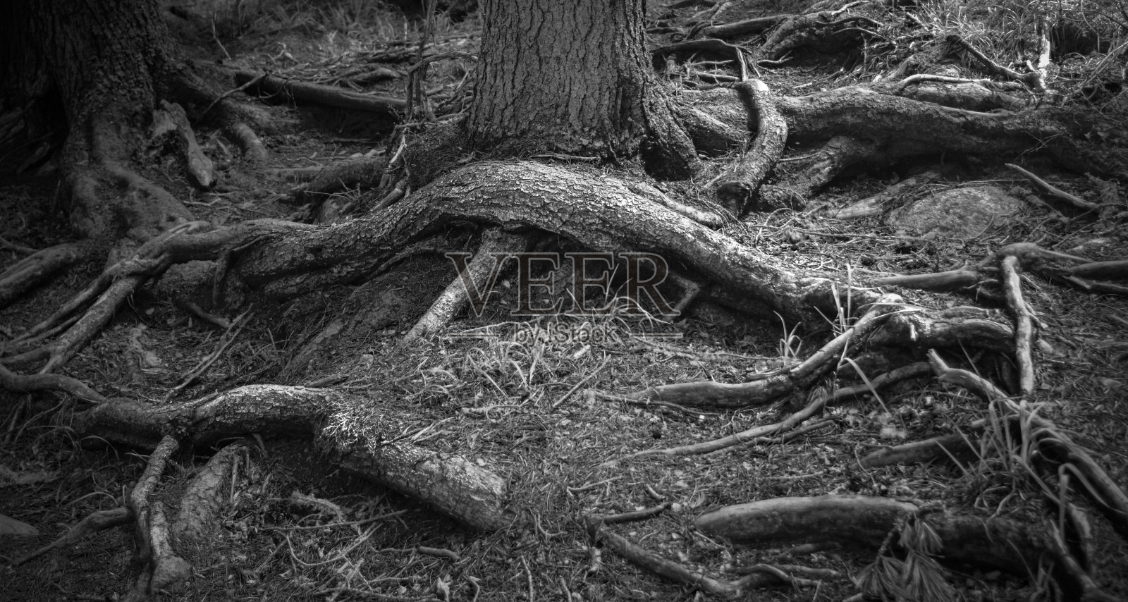 摘要黑白照片的树木照片摄影图片