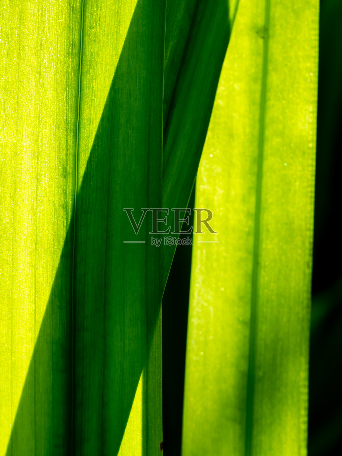 斜影穿过直立行走的鸢尾叶照片摄影图片