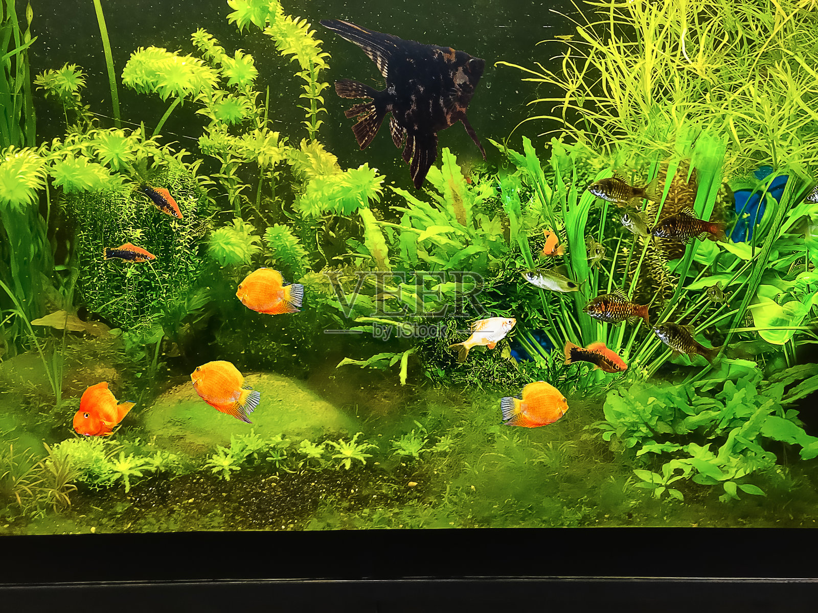 水族箱里满是鱼的特写镜头照片摄影图片