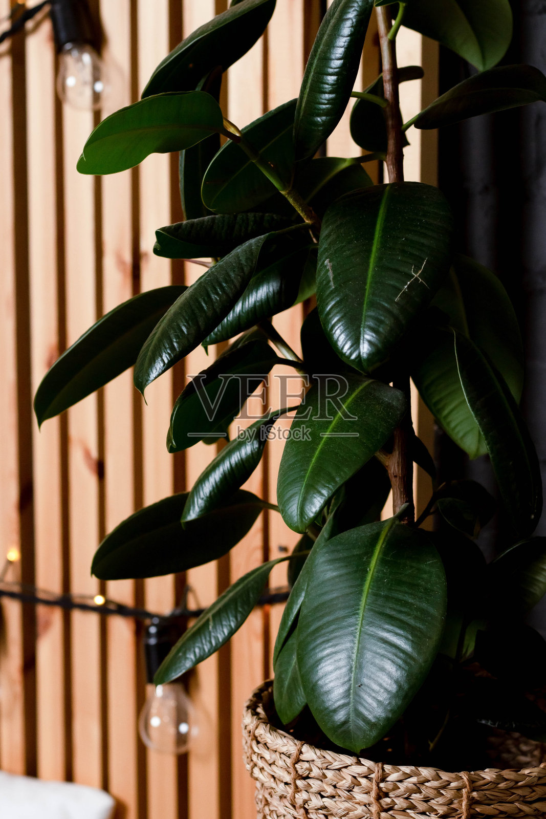 在木墙的背景下,秸秆罐里的橡胶榕树。白色的墙壁。照片摄影图片