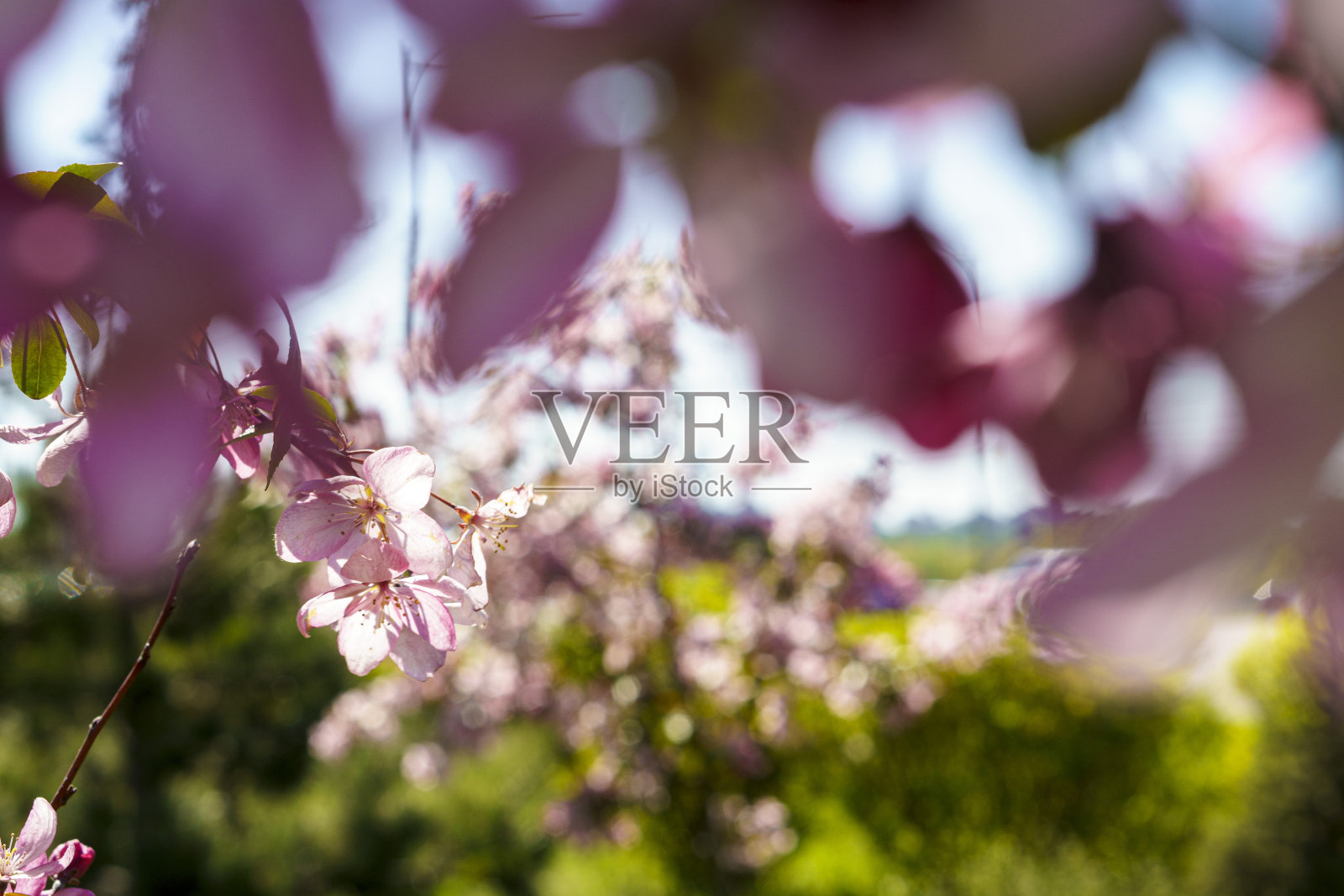 柔和焦点特写的粉红色苹果花花束在树上日落复制空间。夏日绿草甸,阳光灿烂。阳光明媚的春天的背景。自然、生态、养殖、野生动物概念照片摄影图片