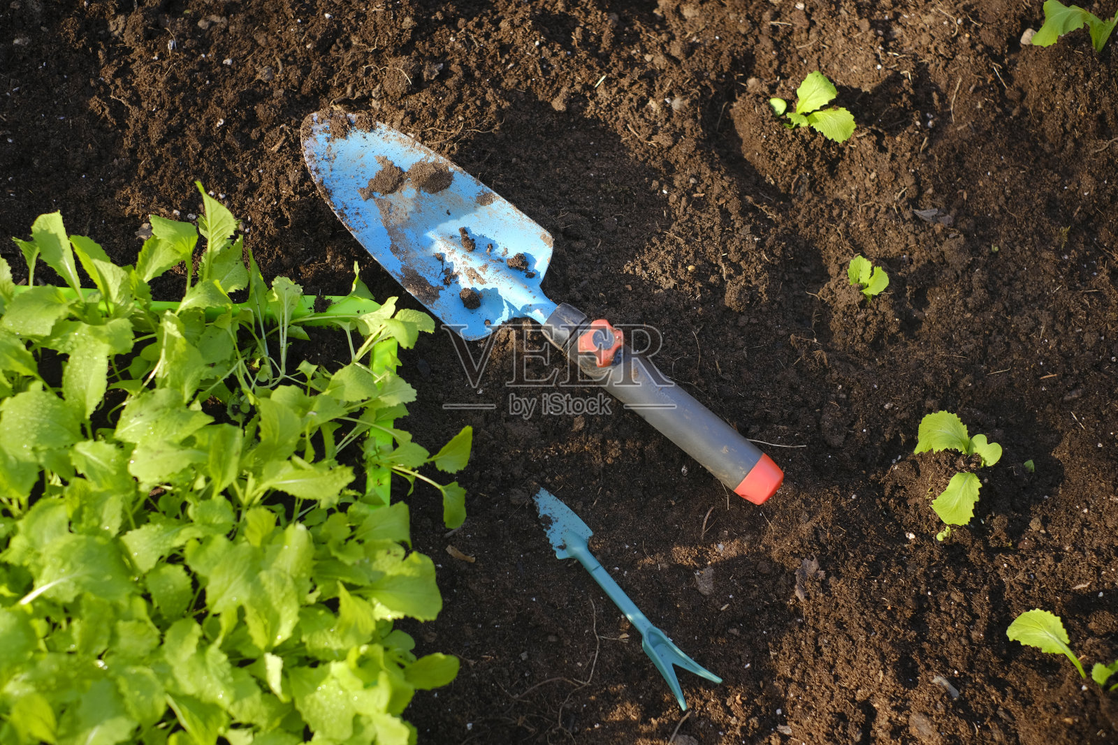 采摘幼苗,移栽到土壤中。园艺铲、采摘工具和树苗。土壤上的大白菜幼苗和园艺工具。弹簧的工作。种植树苗照片摄影图片