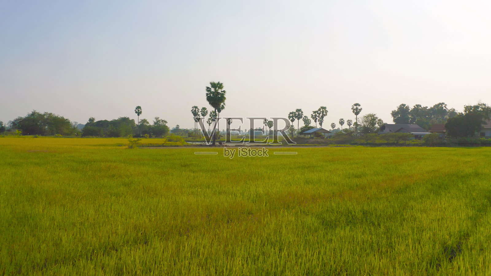 鸟瞰在国家公园绿色稻田的东滩树木在日落在Sam Khok区在农村地区,泰国巴吞他尼。自然景观在旅游旅游概念中的吸引力。照片摄影图片