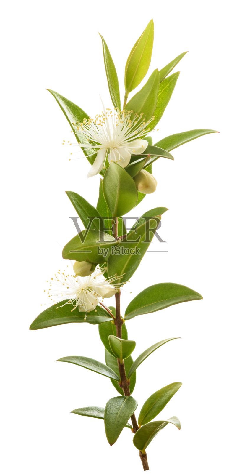 常见的桃金娘分支照片摄影图片