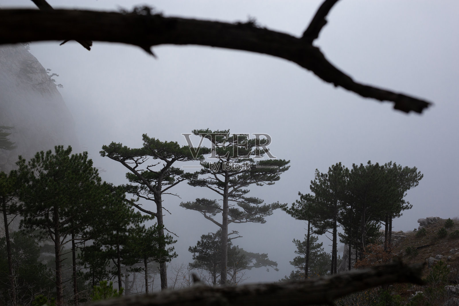 树木在雾蒙蒙的森林里。秋天的风景照片摄影图片