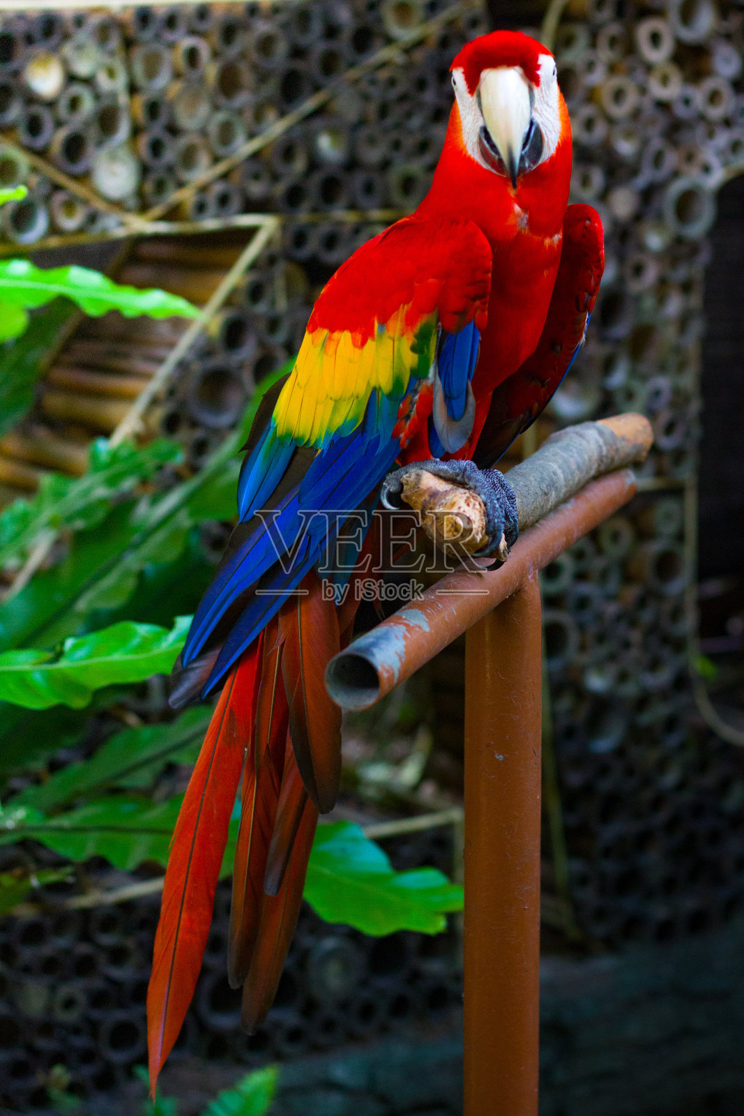 在澳门,红金刚鹦鹉或红金刚鹦鹉从Gembiraloka动物园照片摄影图片