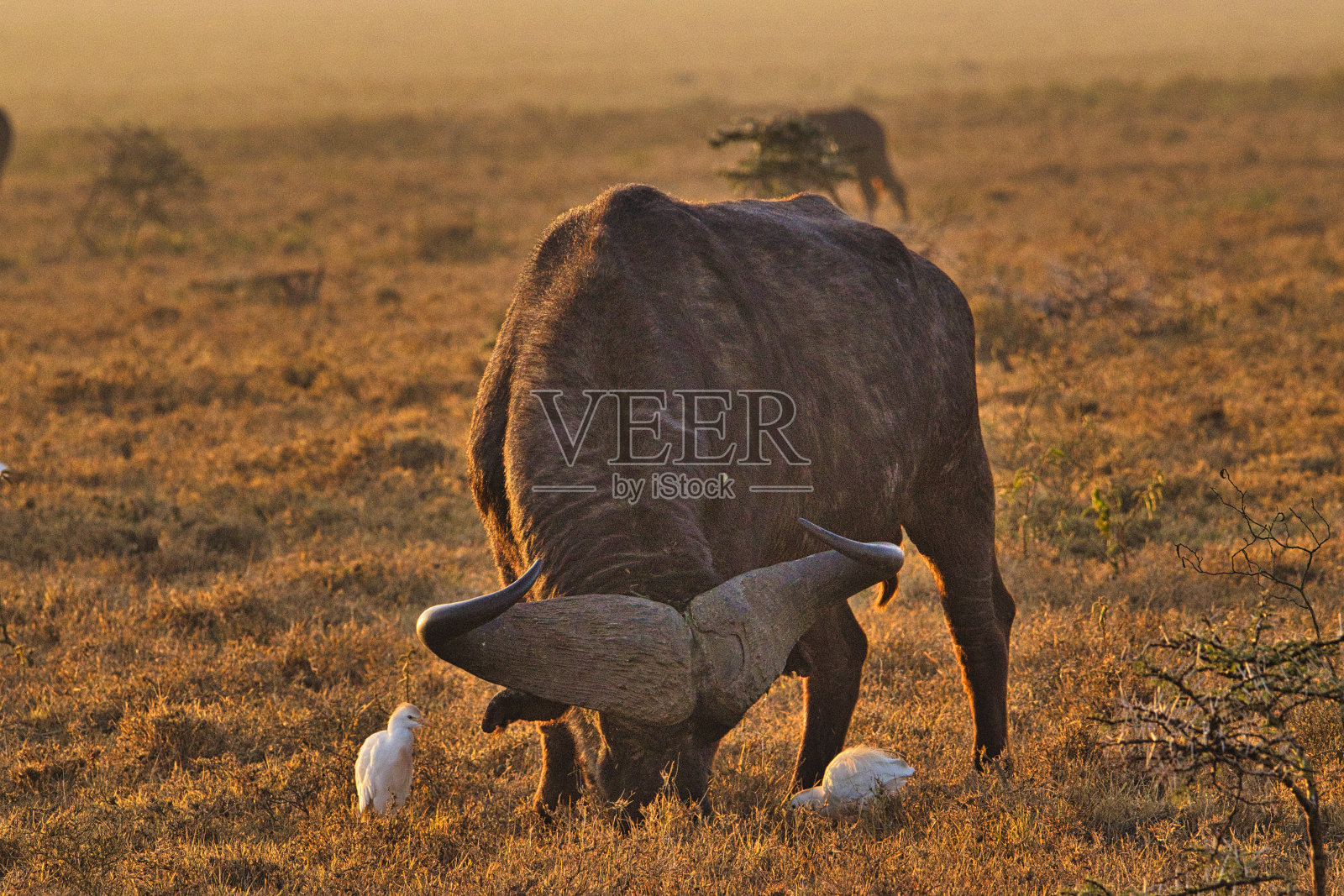 位于肯尼亚西部的曹沃,阿姆博塞里,桑布鲁,纳库鲁照片摄影图片