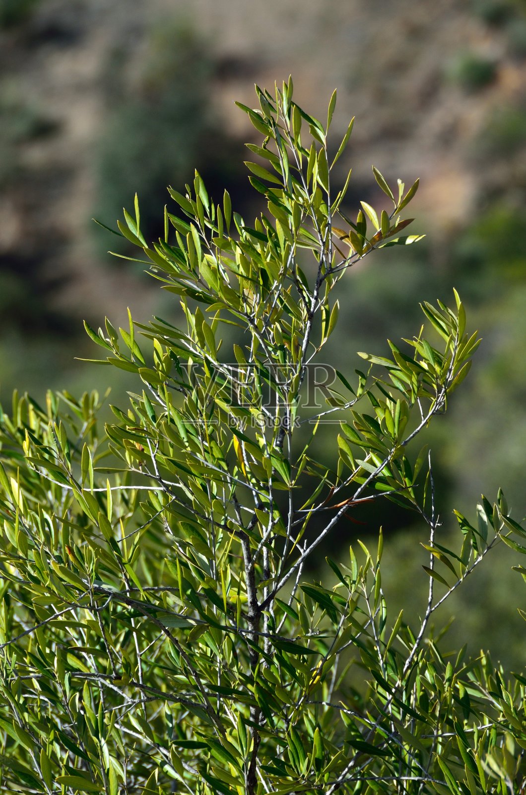 Almogía路旁边的橄榄树照片摄影图片