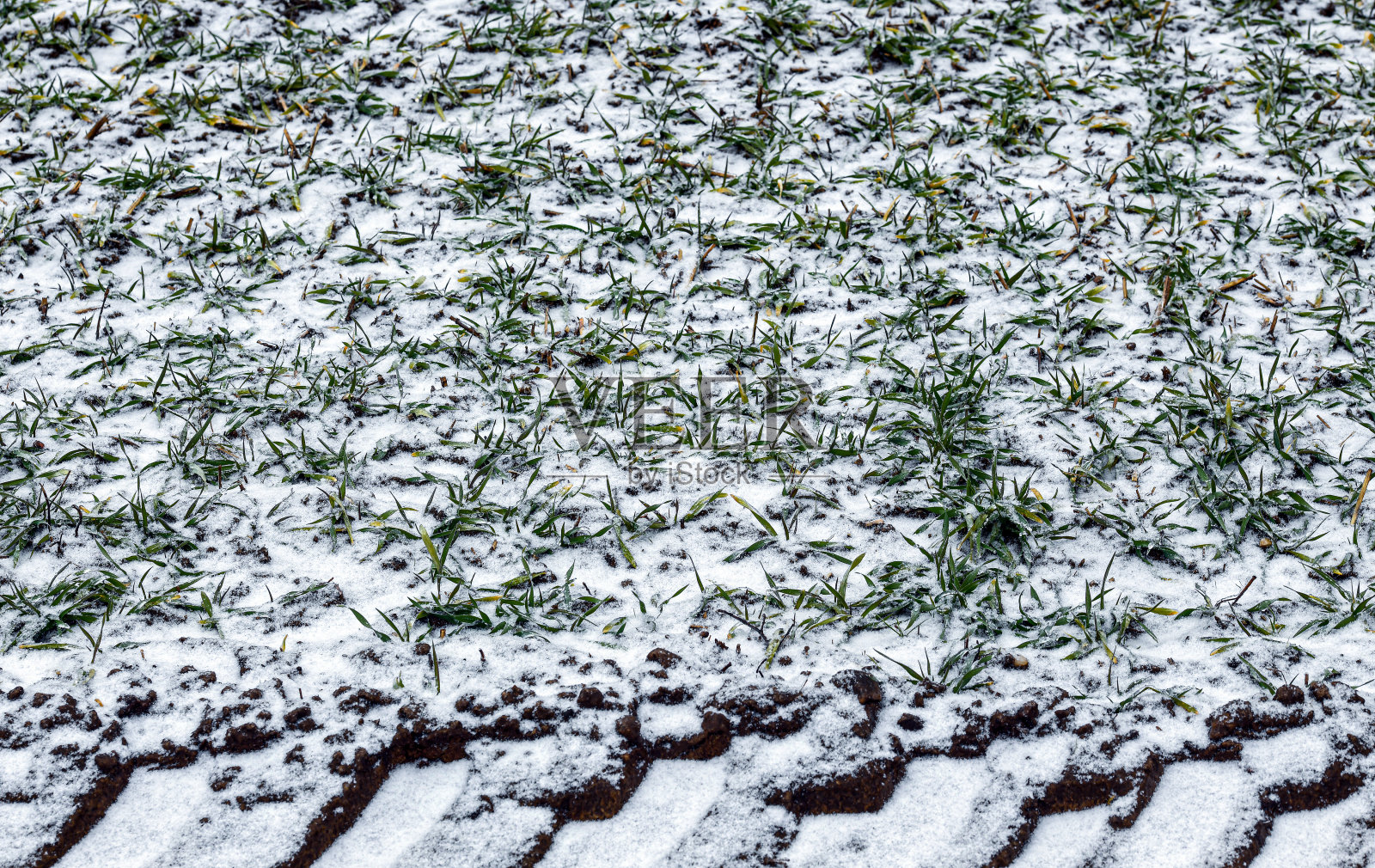 冬季大麦照片摄影图片