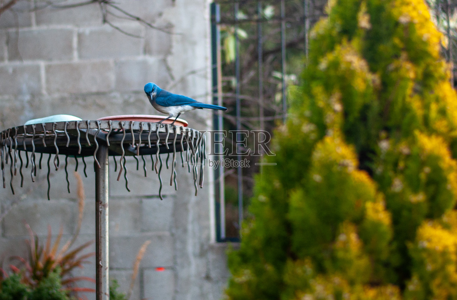 鸟在笼外等候照片摄影图片