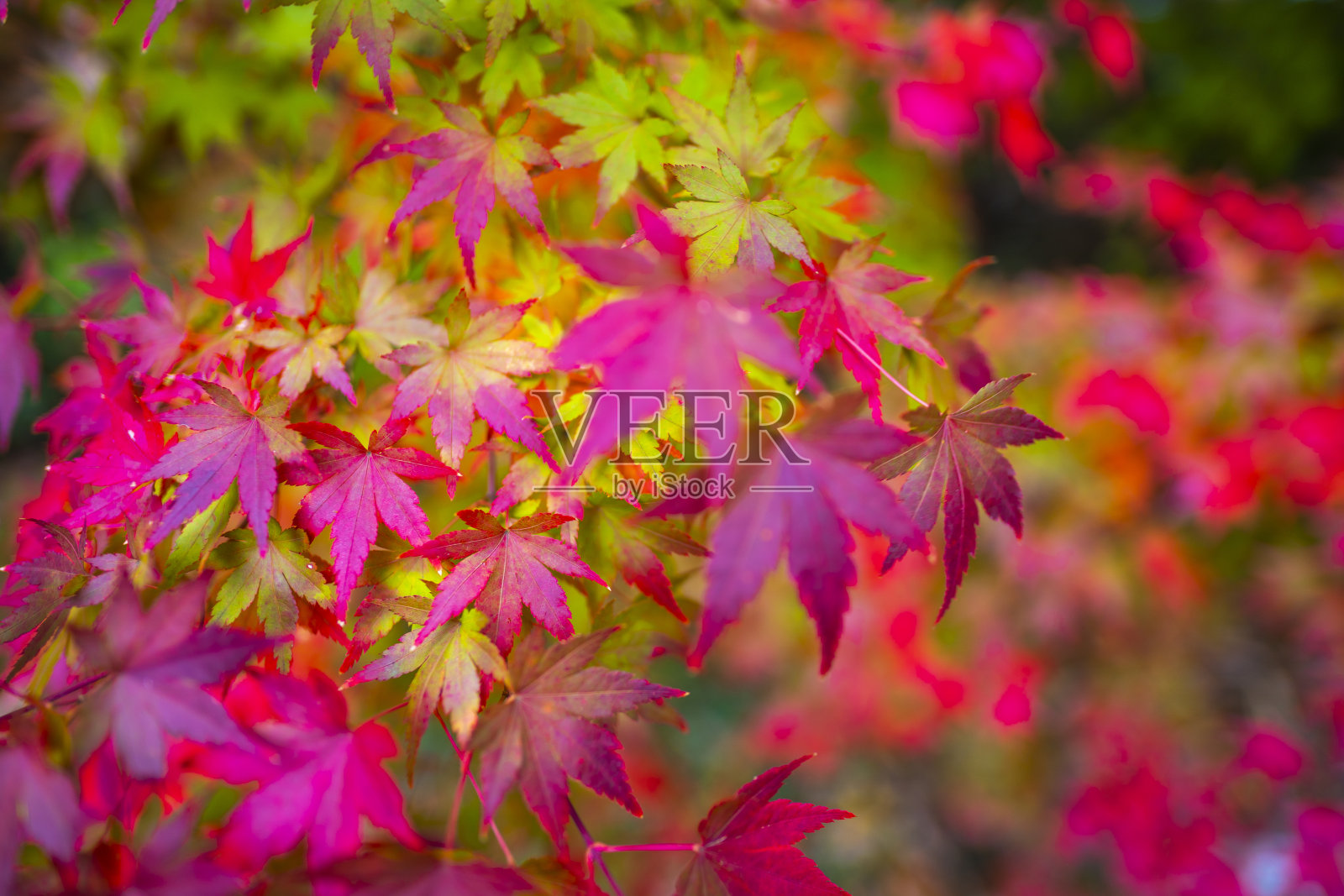 自然风光的秋天枫树照片摄影图片