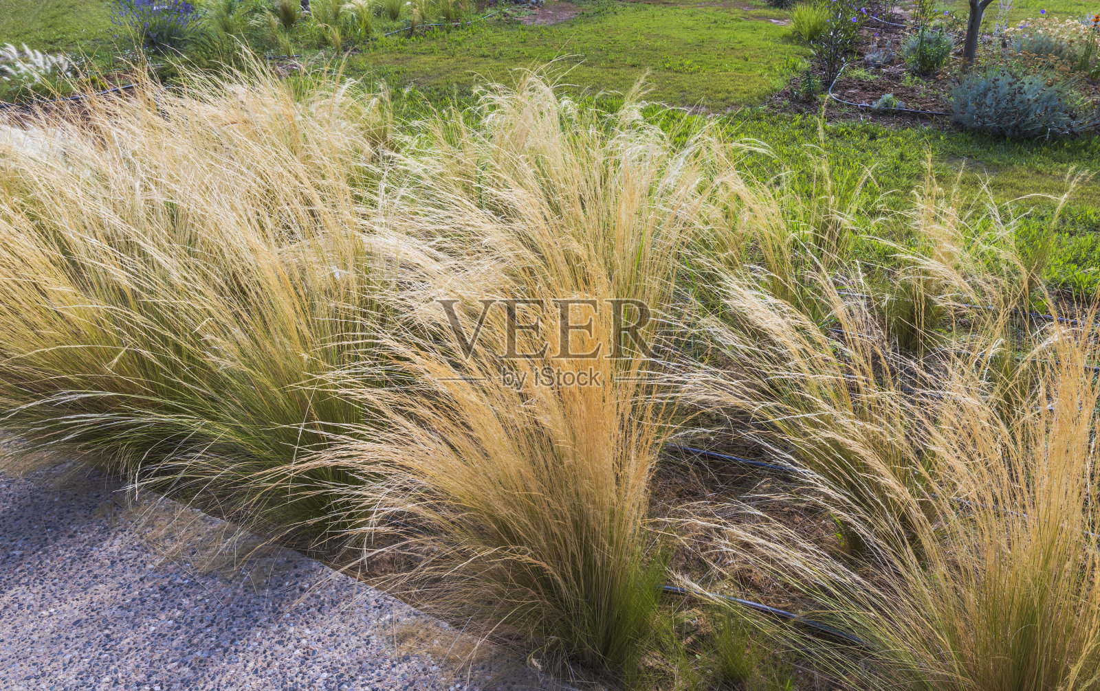 华丽的绿色植物与光冠。希腊自然。美妙的背景。照片摄影图片