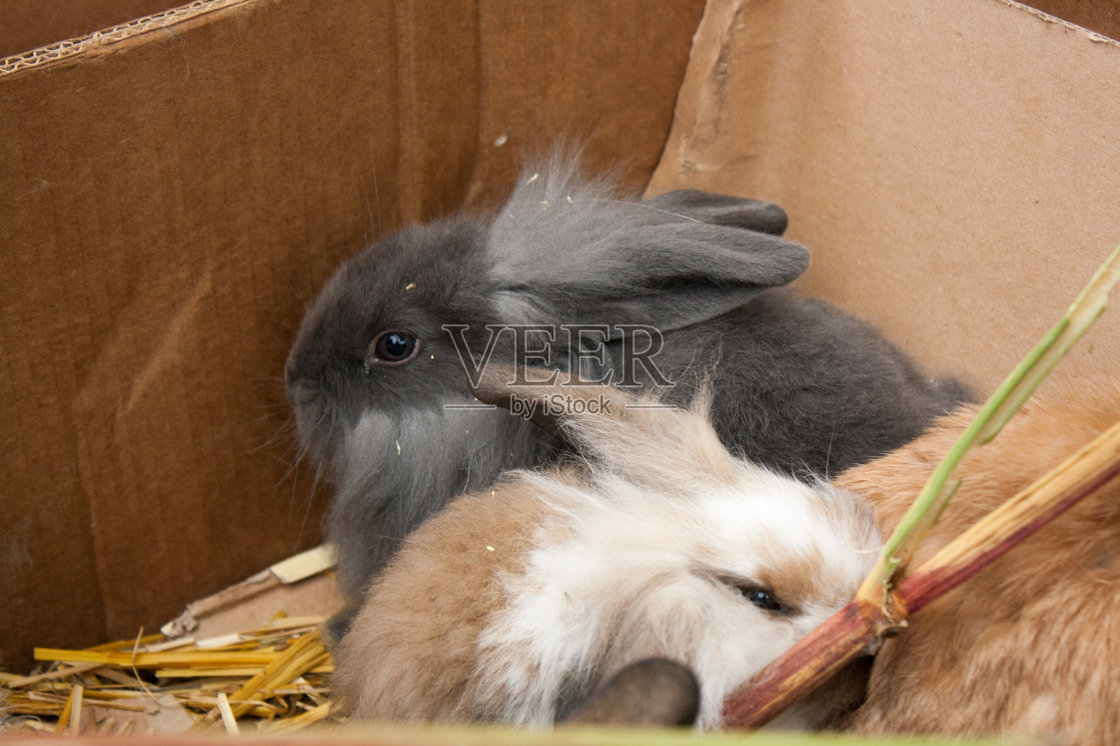 比利时摩尔动物市场上的兔子。照片摄影图片