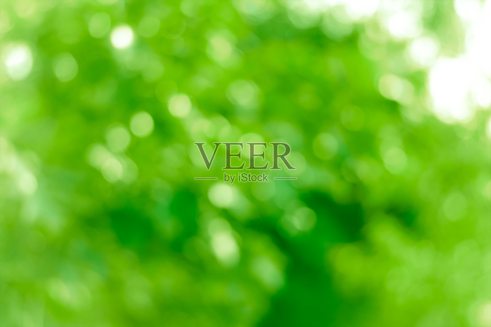 模糊的绿色树叶的自然背景照片摄影图片