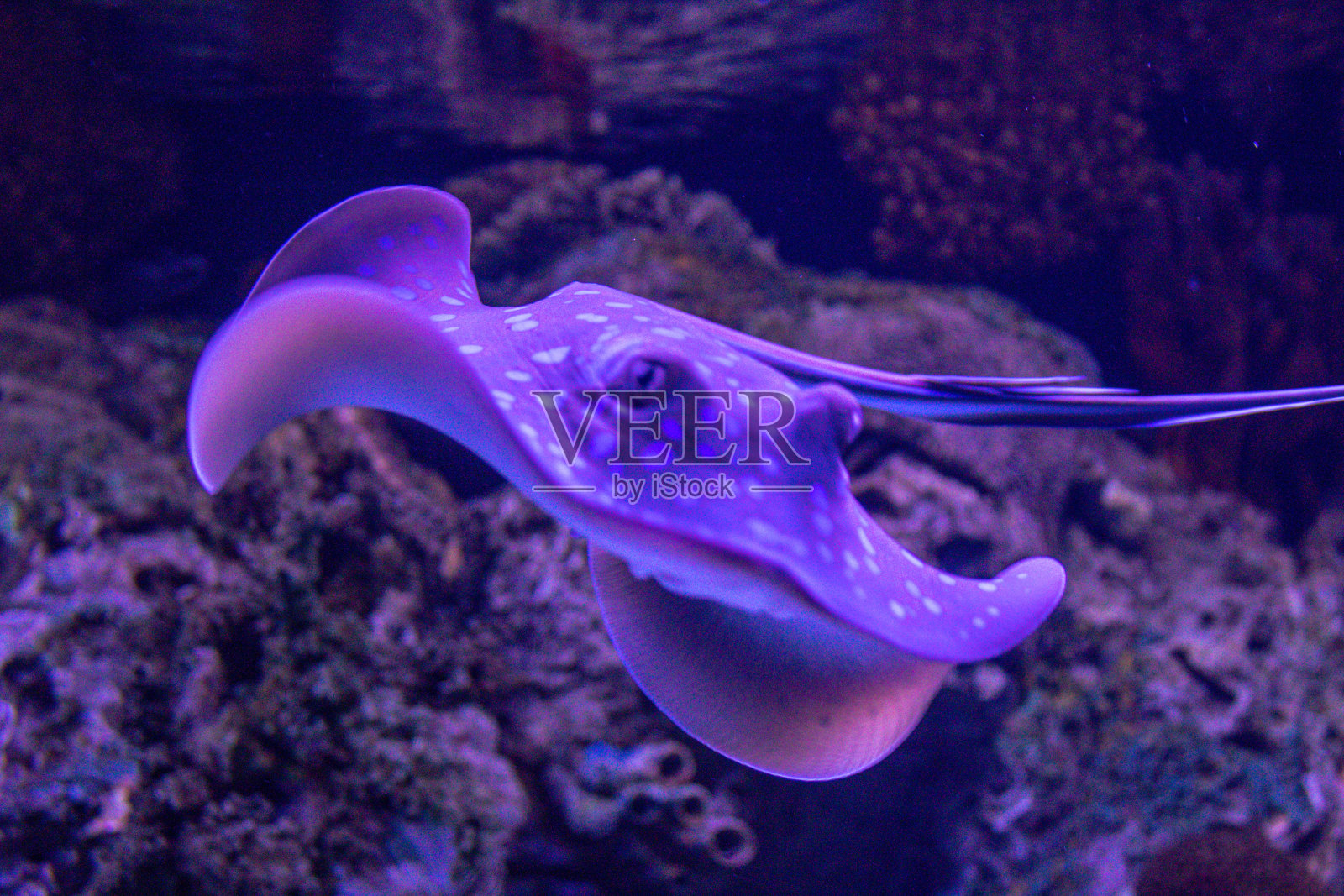 黄貂鱼照片摄影图片