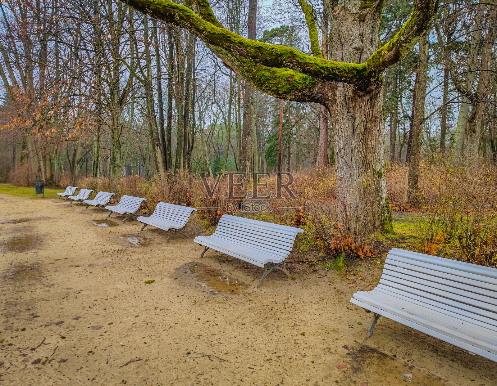 由于隔离限制,公园里有很多空的白色长椅照片摄影图片