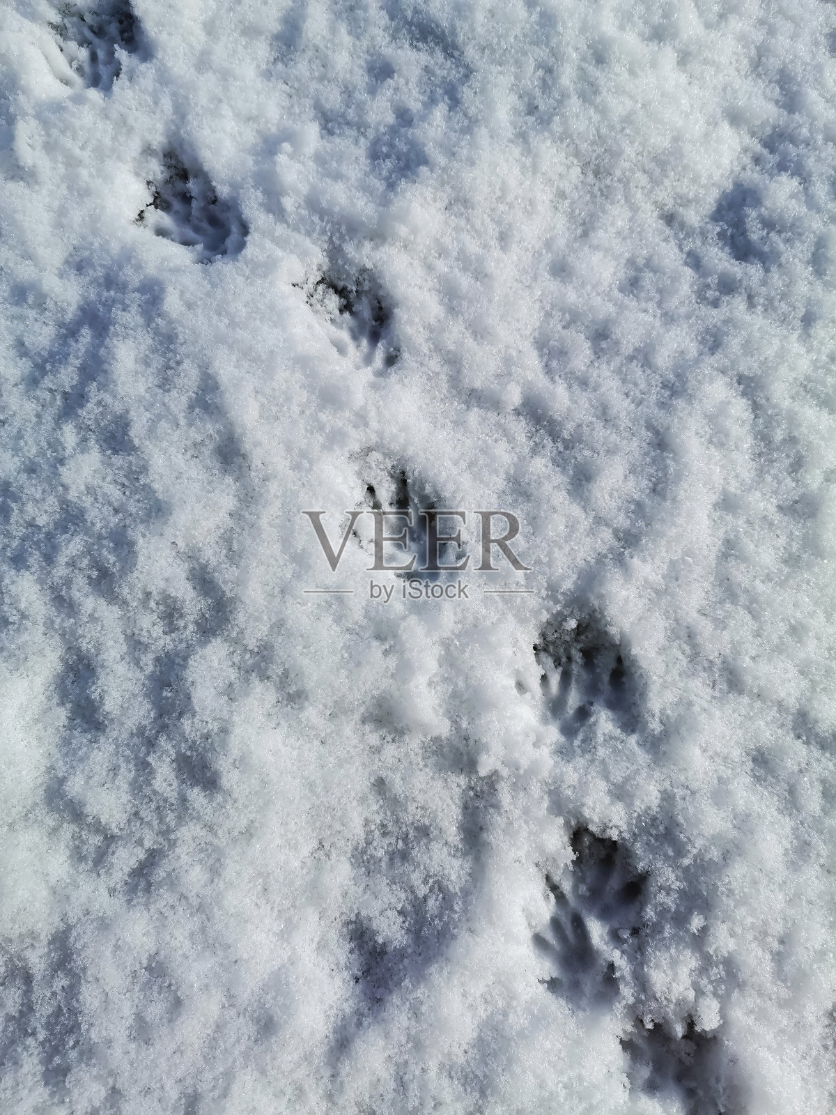 刚落下的洁白春雪上,刺猬爪子的痕迹。照片摄影图片