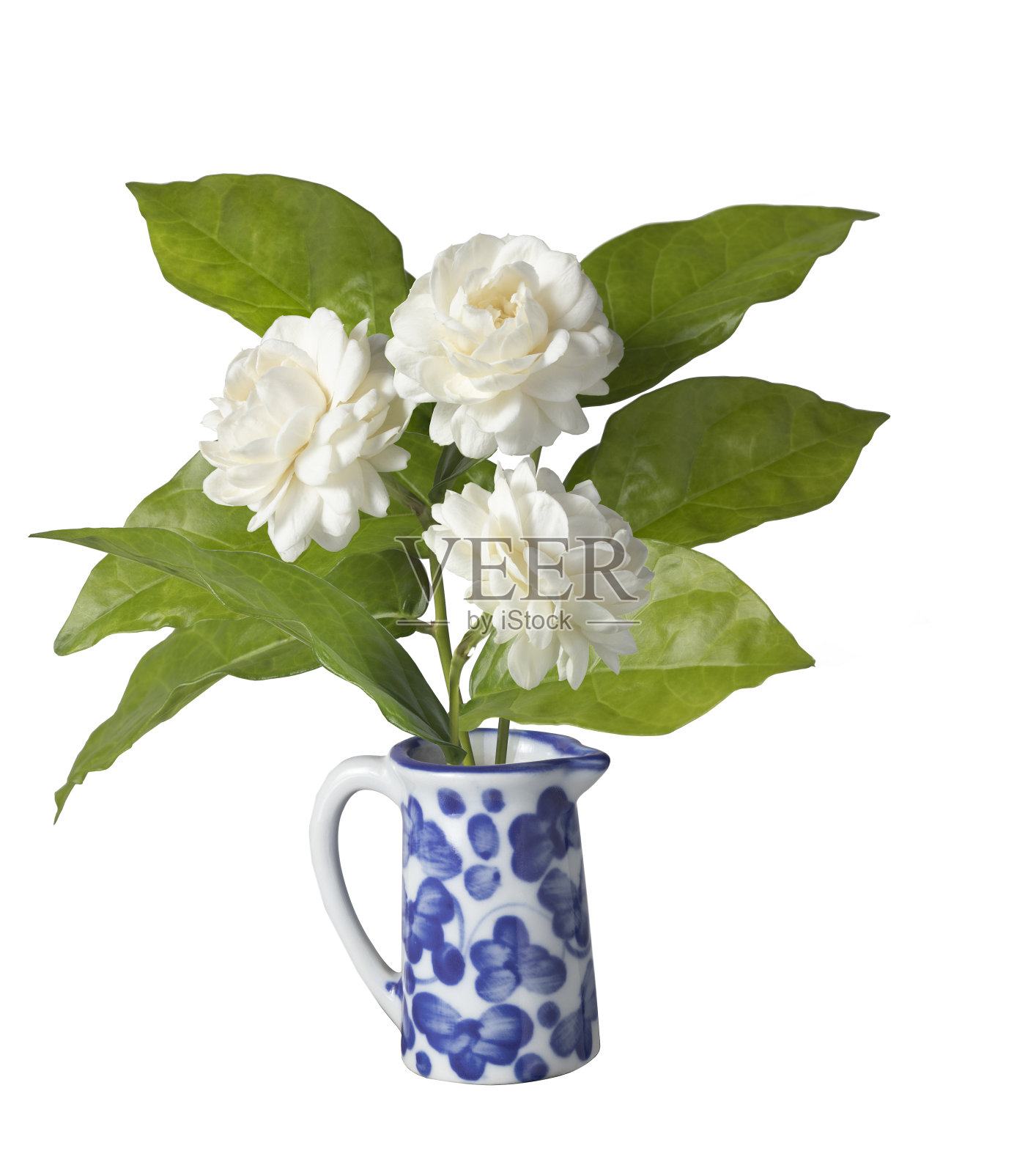 花瓶里的茉莉花照片摄影图片