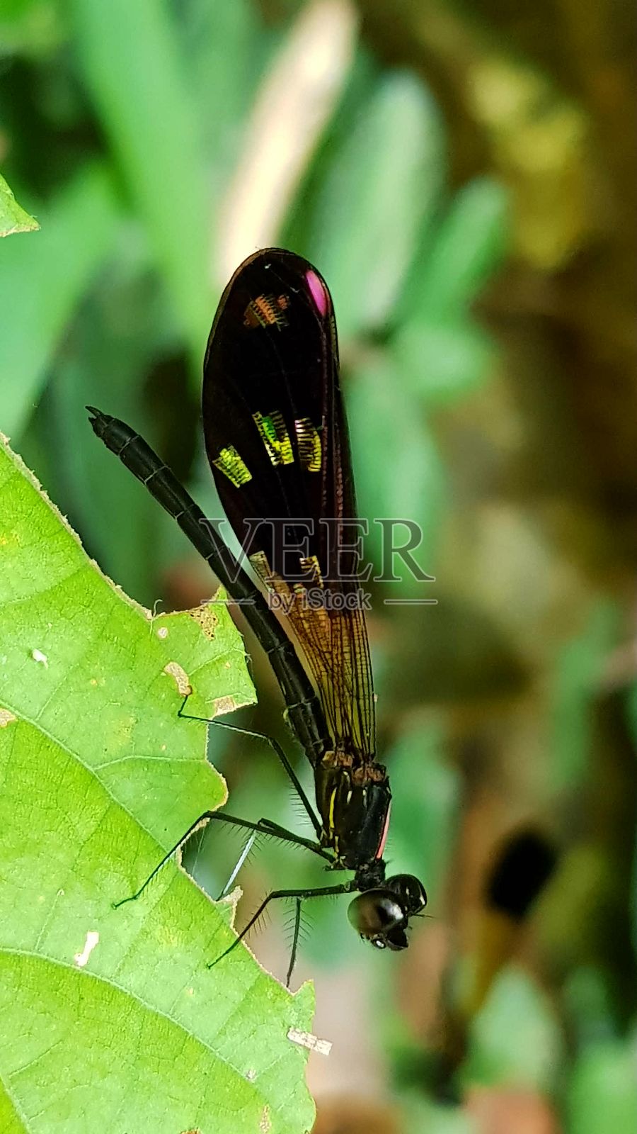豆娘照片摄影图片