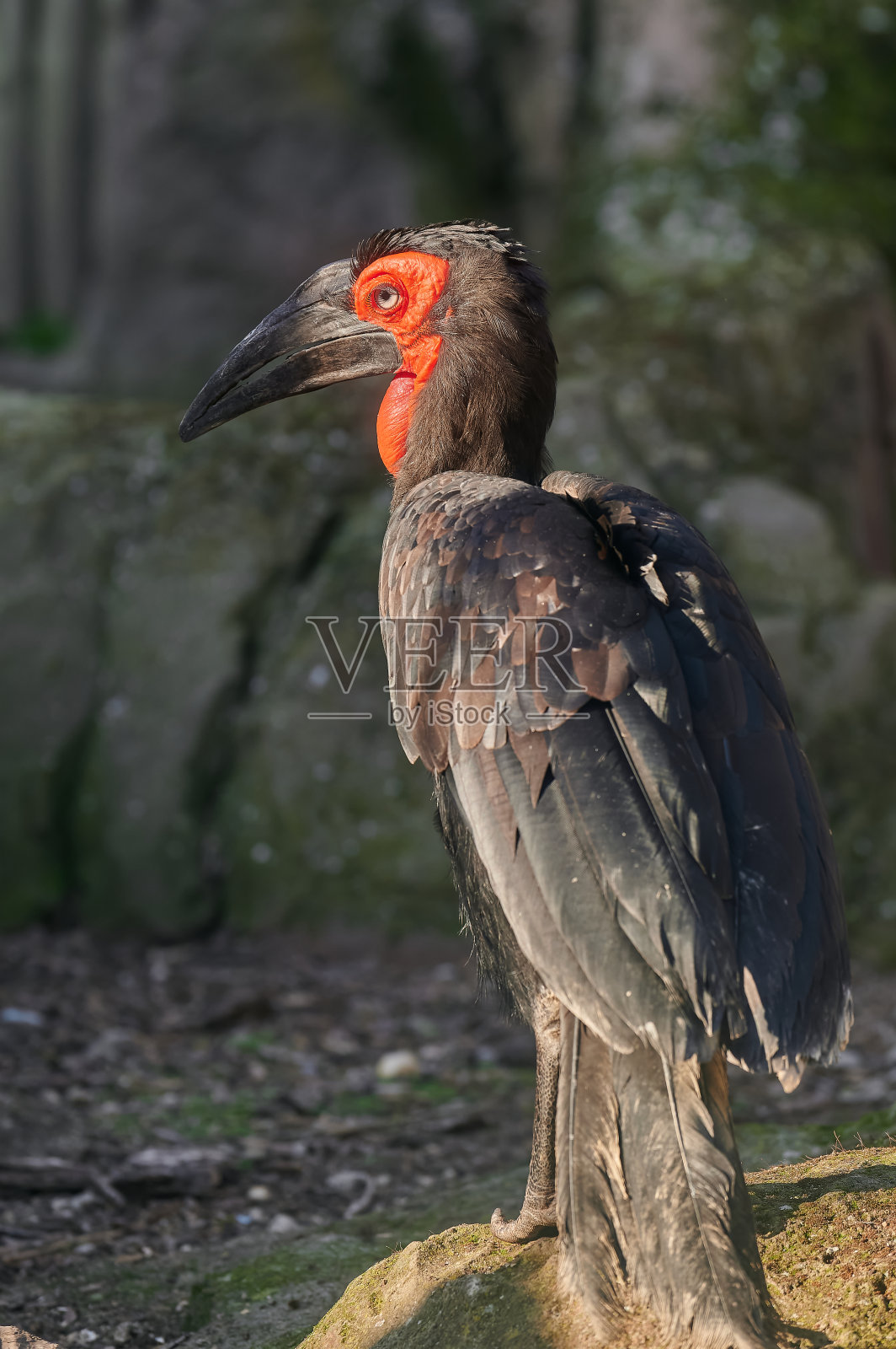 人工饲养的南方地犀鸟(斑角羚)照片摄影图片