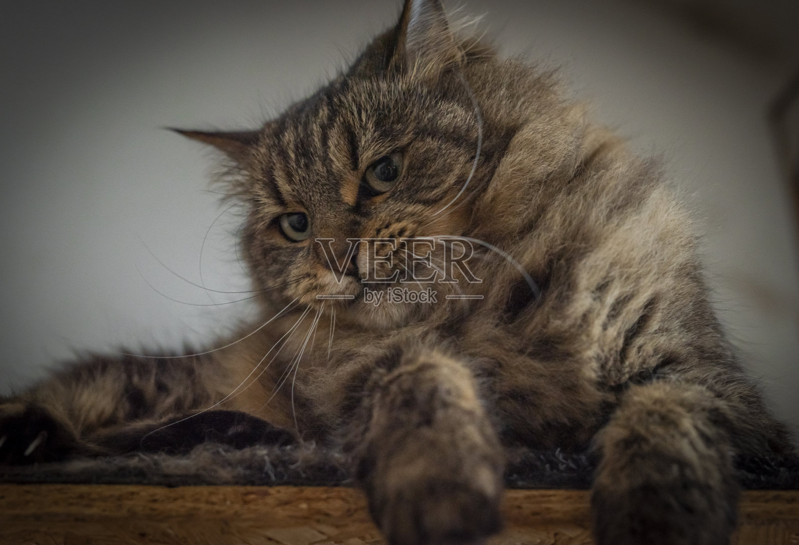 长耳朵,绿色眼睛的棕灰色虎斑猫照片摄影图片