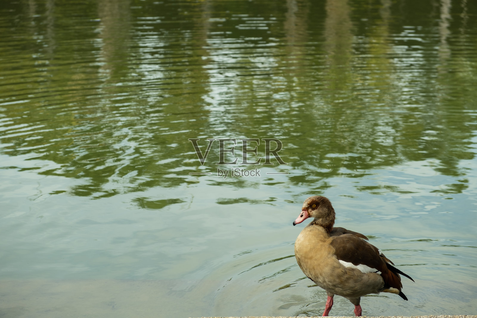 鸭子照片摄影图片