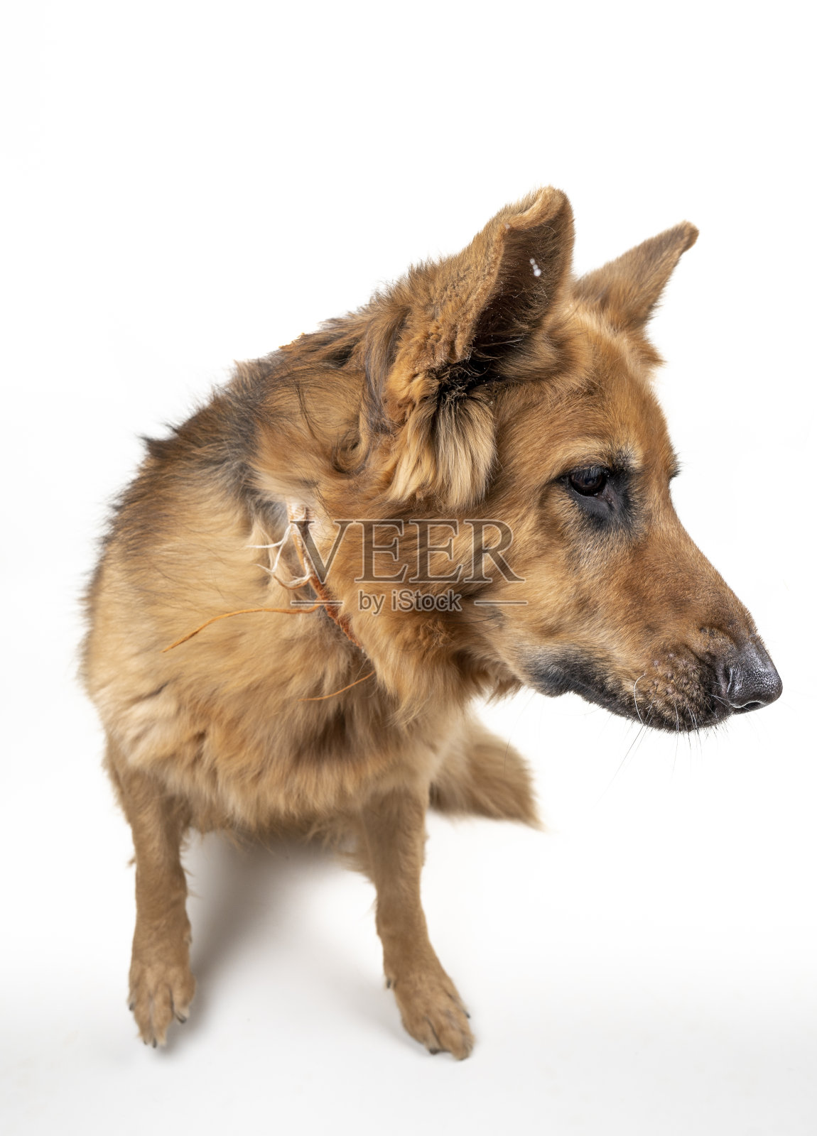 德国牧羊犬看向一边照片摄影图片